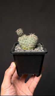 塊根植物 有刺綴化習志野