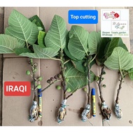 Tut IRAQI - fresh cutting hasil tut pokok tin Iraqi