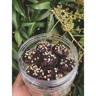 BROWNIES BITE ( Mini Brownies )