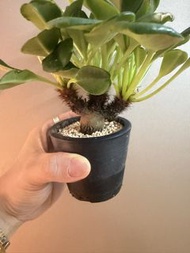 Euphorbia ramena象鼻大戟（實生）塊根植物，多肉植物