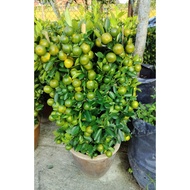 LIVE Fruiting Citrus Tree 0.8-1meter height | Citrus Plant with ceramic pot | Balcony & Home Decor