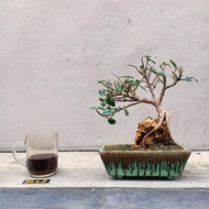 Bonsai Beringin Dolar Micro / Beringin Mangkok Asli OTR + Pot Kramik YiXing Sesuai Gambar