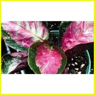 ✹ ✗ ♀ Calathea Crimson Dottie Jessie Medallion V2 Shinestar Orbifolia Fasciata Maria Rusco Rosy