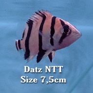 Datz Ntt