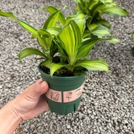 90s Greenovation Live plant Dracaena Fragrans Dwarf 3stems 铁树 金心铁 P130