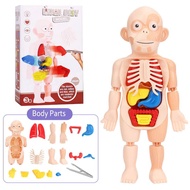 Human 3D Organ Model Kit