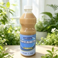 LACTIC ACID BACTERIA DRINK