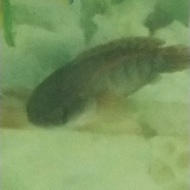 channa maru super red sampit ikan 20 cm makan rakus lincah