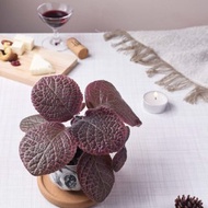 喜蔭花'草莓波紋' 丨室內植栽丨辦公室植栽丨療癒小物丨送禮丨