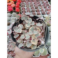 (0_0) Kaktus Sukulen String of Heart variegata ("_")