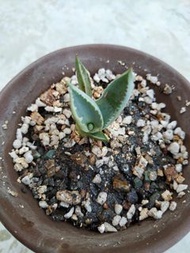 連刺甲蟹錦 小苗 bb 排刺甲蟹黃覆輪 龍舌蘭 熱帶多肉開花植物 Agave Tropical Flowering Plants Agave isthmensis kabutogani variega