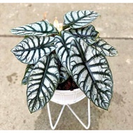 bibit bonggol alocasia dragon silver / alokasia dragon silver