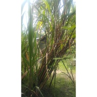 benih tebu hitam batang besar.