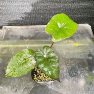 尤卡坦觀音蓮苗 Alocasia 'Yucatan Princess' seedlings 🌱