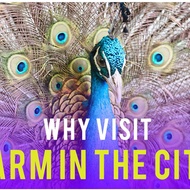 Farm In The City – Unique Experience @ Farm In The City