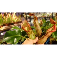 [Bunface Potato Carnivorous Plants] Nepenthes Veitchii x Boschiana - Tropical Pitcher Plants/ Monkey