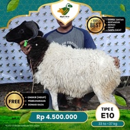 Kambing Qurban, Domba Garut&peranakan, 34 sd 40 kg