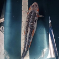 ikan koi shusui jumbo 50 BU (48 cm) bulky