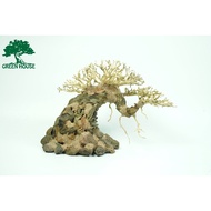 Bonsai Driftwood, Aquatic Driftwood For Aquarium Decoration, Aquarium, Office, Home- Green House