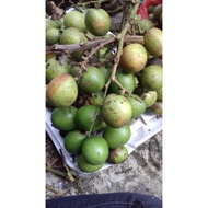 Buah longan brazil/Krystal/巴西龙眼👍offer👍fresh🙏