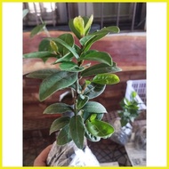 ❀ ➮ ∩ Laurel Plants /multibranch/6 to 8 inches