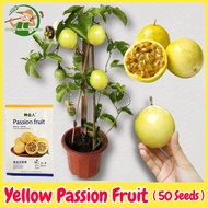 เมล็ดพันธุ์ เสาวรส สีเหลือง ผลไม้เสาวรส เมล็ดเสาวรส บรรจุ 50เมล็ด Yellow Passion Fruit Seeds for Planting บอนสี เมล็ดผลไม้ พันธุ์ผลไม้ ต้นผลไม้ เมล็ดพันธุ์ผัก พันธุ์ผัก บอนไซ พันธุ์ไม้ผล ผักสวนครัว ปลูกง่าย ปลูกผัก สวนครัว โตไว คุณภาพดี ราคาถูก ของแท้100%