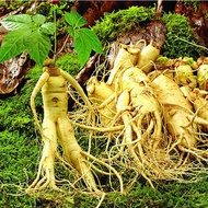 ขายส่ง 100 เมล็ด เมล็ดโสมเกาหลี Korean ginseng seeds โสมเกาหลี Korean Ginseng โสมเอเชีย Panax Ginsen