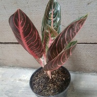 Aglonema Red Sumatra Pride Of Sumatra