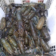 Lobster Air Tawar Konsumsi Hidup Isi 10 - 15 Ekor #Gratisongkir