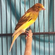 PREMIUM BURUNG KENARI F1 SF SCOT FANCY GACOR PROMO MURAH