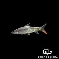 BRBN Golden Mahseer - Tor Putitora - Mahseer Fish - Ikan Kelah - Aquarium Freshwater Fish / Ikan Air Tawar