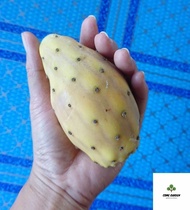 Opuntia​ ficus-indica​ โอพันเทีย indica​ (เมล็ดกระบองบองเพชร​)​ อัตราการงอก​ และเติบโตดี​ กระบองเพชร