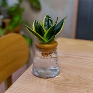 金剛虎尾蘭 三角水耕盆栽 室內植物 觀葉植物 禮物 水培