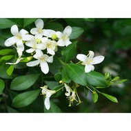 🌼 anak pokok bunga kemuning ( wangi ) Orange jessamine / Murraya paniculata / makanan kelulut madu / fragrant flower