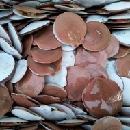 Kerang Simping Kerang Scallop Kerang Laut Seafood Hasil Laut Segar #Gratisongkir