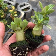 Desert Rose One Year Seedling Flower Plant Courtyard Balcony Good Raising Four Seasons Flowering Vie
