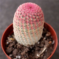 Real Red Sun Cactus Creative Succulent Plant Small Potted Plant Office Imported Desktop Succulent Pl