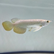 Ikan Arwana/Arowana Golden Red/Rtg -+18 Cm #Gratisongkir