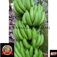Bibit Pisang Ambon Ambon Lumut Ambon Ijo
