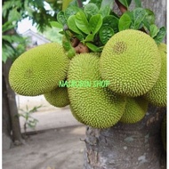 BUAH NANGKA SAYUR 1KG | NANGKA KUPAS | NANGKA UTUH | NANGKA MUDA |