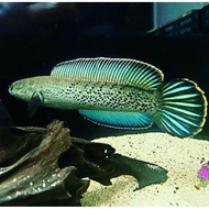 CHANNA STEWARTI KARBIALONG IKAN CHANA STEWARTII SIZE 7CM 8 CM 9CM 10