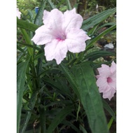 Anak pokok bunga Ruellia pink (polibag)