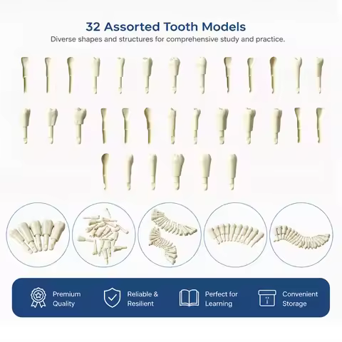 10PCS Dental Tooth Model fit for Basic Model Teeth Retention Mechanism Replacement Teeth Model Study