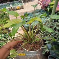 golden Xanadu gold philodendron
