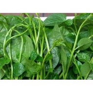 Malabar spinach seeds 10gr