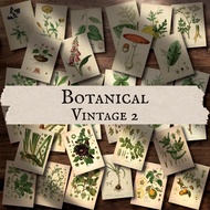 [LARGE SIZE] BOTANICAL VINTAGE 2 - VINTAGE POSTER