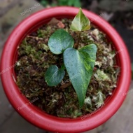 anthurium pterodactyl variegata