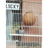 Coconut shell bird house, bird house