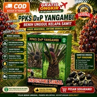 BENIH SAWIT DXP PPKS YANGAMBI - Isi 250 BUTIR - ASLI MEDAN