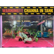 cat cage Channa Aquarium Stickers